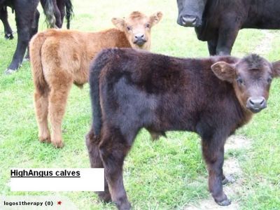 Black Angus Calves